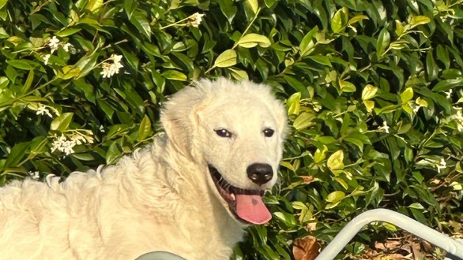 Selvaggio Maremma-Schäferhund, großer Welpe