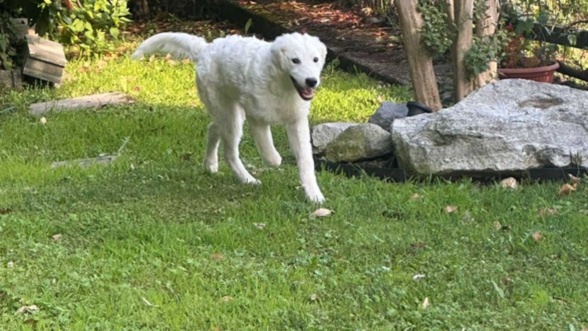 pastore maremmano selvaggio