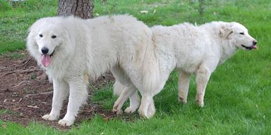 accoppiamento pastore maremmano abruzzese