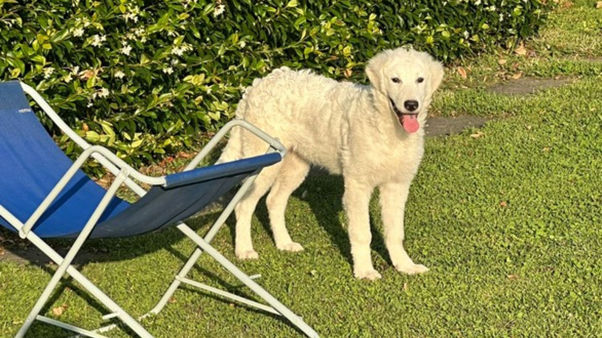 pastore maremmano selvaggio