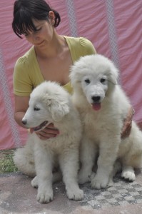 cuccioli di 4 mesi di maremmano